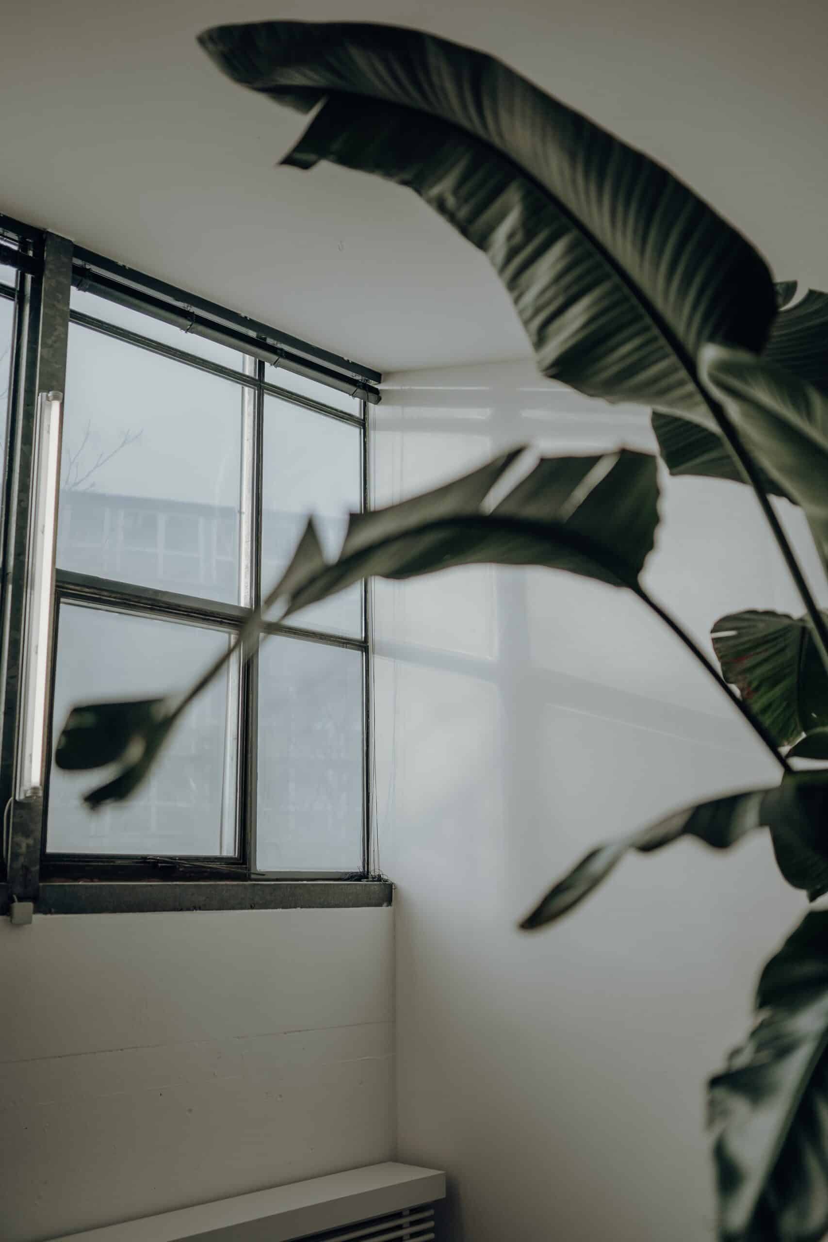 window